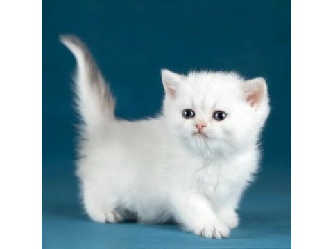 Bem beyaz silver british shorthair ns1133