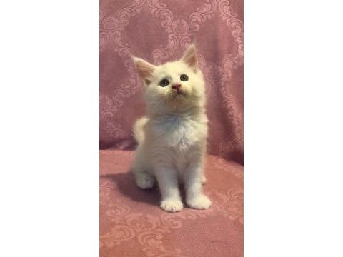 Evde beslediğimiz dişi maine coon yavrumuz