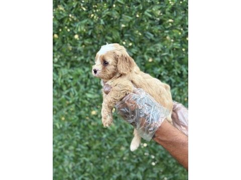 Cavapoo yavrularım