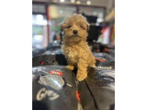 Efsane güzellikte hipoalerjenik teacup maltipoo