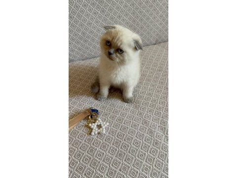 Scottish fold blue point yavrumuz