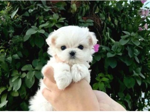 Mini boy maltese yavrularımız