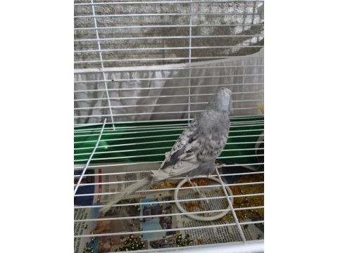 Çift yavru muhabbet kuşu