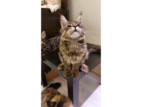 Full şecereli maine coon ünvanlı ebeveynlerden