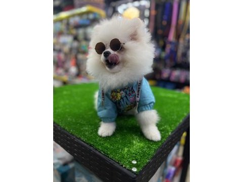 4 aylık orijinal teddy bear pomeranian boo