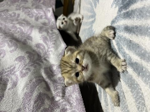 Uysal scottish fold