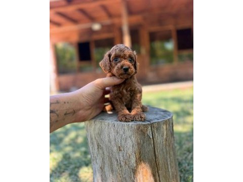 Tam bir ev dostu toy poodle yavruları