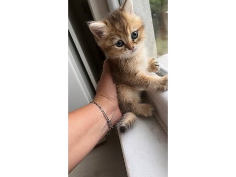 Teslime hazır dişi golden bebek kedimiz