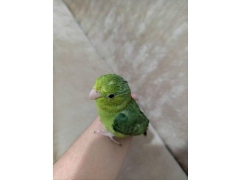 Yeni yeme düşmüş forpus