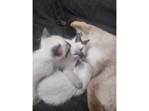 Mükemmel güzellikte siyam kedisi kızlarım