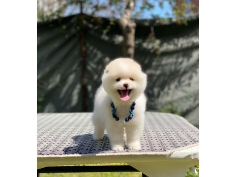 Pomeranian boo yavrular