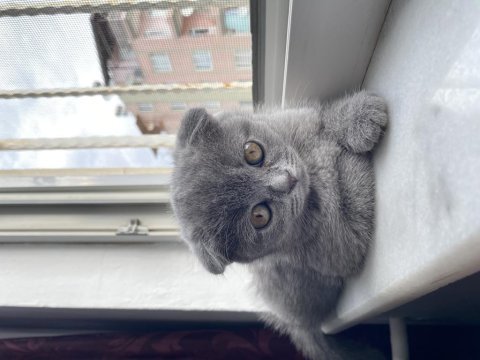 Dumanıma yuva arıyoruz scottish fold