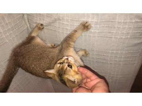 Gold yavrumuz teslime hazır british shorthair