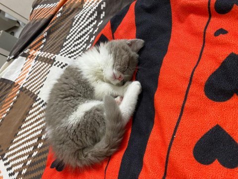 3 aylık british shorthair (fawn bicolor)