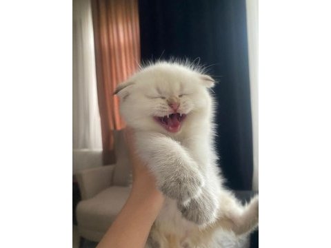 Uygun fiyatlı dişi scottish fold bebek