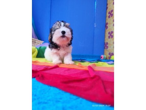 Müthiş uygun fiyatlara orjinal morkie yavrular