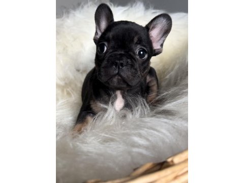 Dişi french bulldog bebekler yeni ailesini arıyor