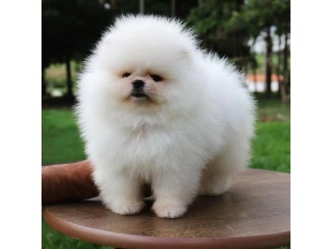 Ayı surat pomeranian yavruları