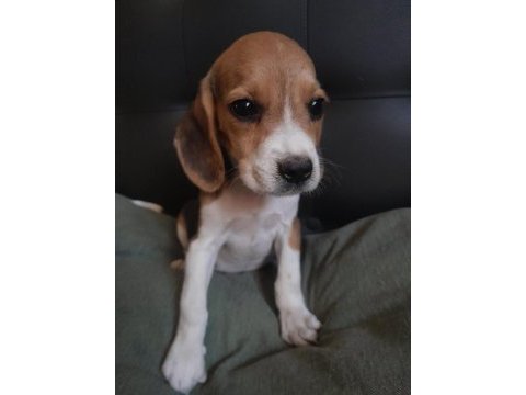 Beagle a kaliteli uygun
