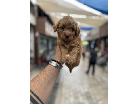 Orijinal sağlıklı aşılı maltipoo