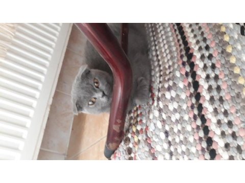 Üst seviye eğitimli scottish fold