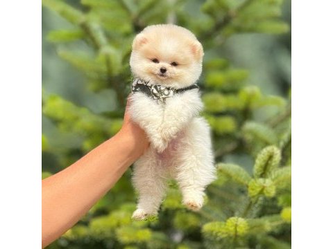 Pomeranian bebeklerimiz 50-70 günlük