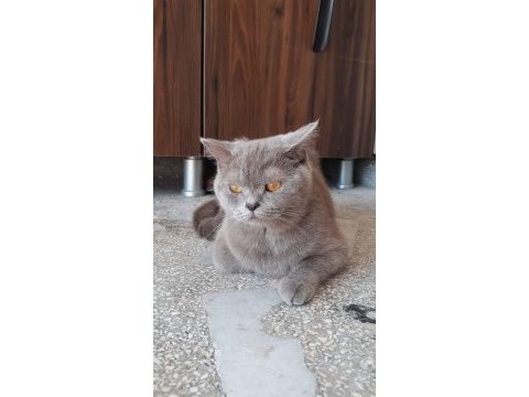 Ücretsiz sahiplendirilecekdir british shorthair