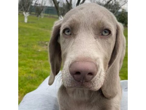Weimaraner yavrular