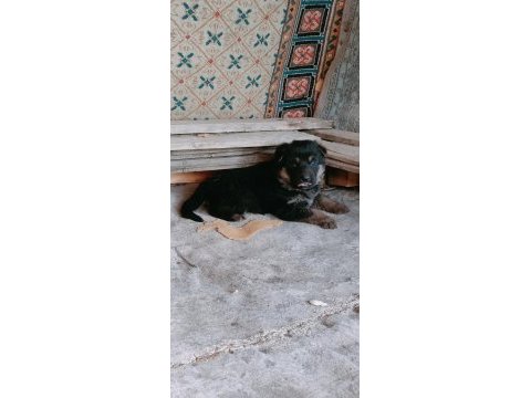 Safkan showline maskeli 2 erkek alman kurdu yavru