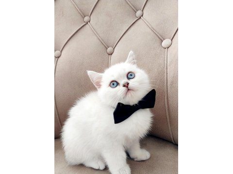 Teslime hazır erkek british shorthair yavrumuz