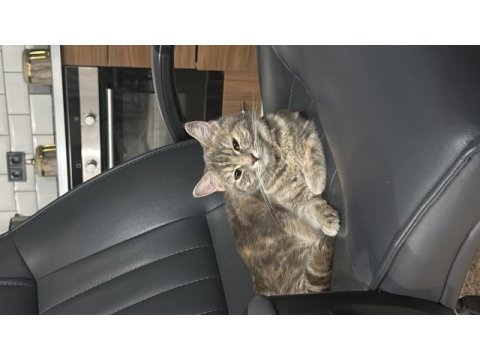 British shorthair kırması dişimize yuva arıyoruz