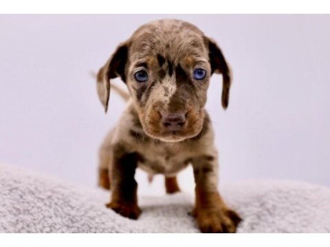 Dapple dachshund (sosis köpek) yavrular