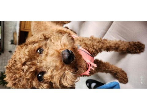 18 aylık dişi toy poodle