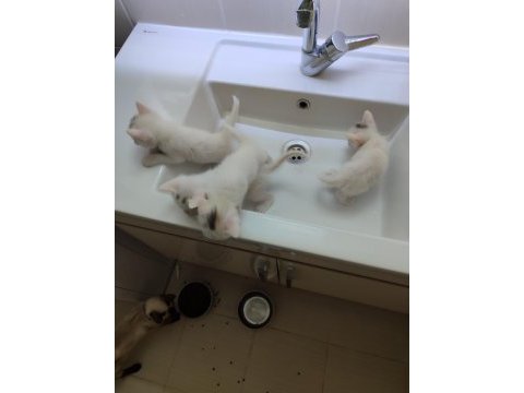 British shorthair bebekleri