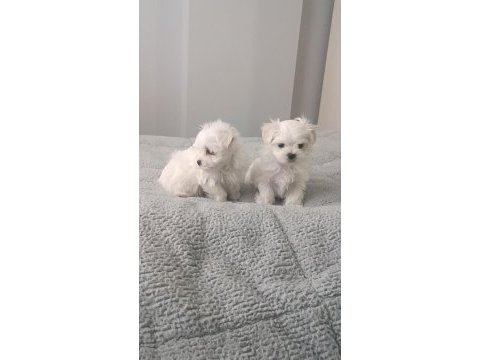 Oyuncu kore maltese bebekler
