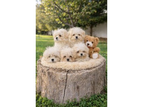 İnanılmaz fiyatlara a kalite maltipoo yavrular