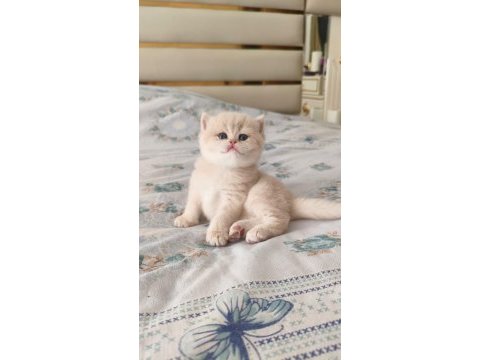 Özel renk chocolate golden british shorthair dişi
