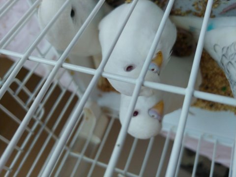 Minik muhabbet kuşu yavrular yeni sahiplerini arıyor