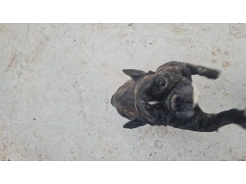 French bulldog yuvasını arıyor