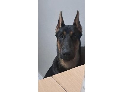 7 aylık doberman