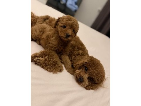 Toy poodle 2 aylık