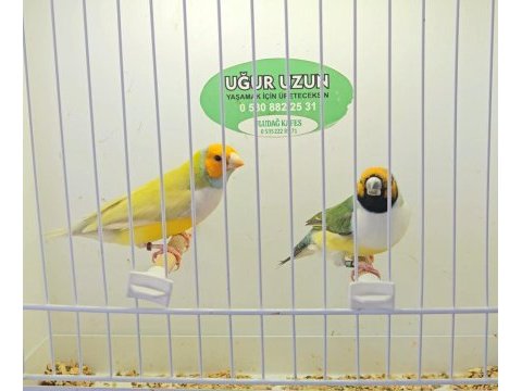 Şampiyondan üst seviye jumbo gouldian finch ispinoz