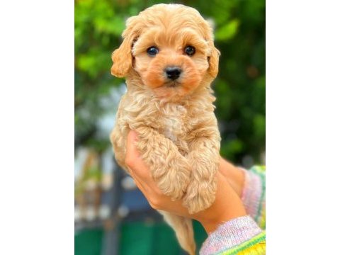 Kıvır kıvır maltipoo köpeği yavrularım