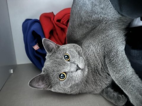 Erkek kısır 7 aylık british shorthair