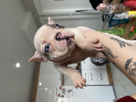 Mavi gözlü french bulldog oğlum yeni yuvasını arıyor