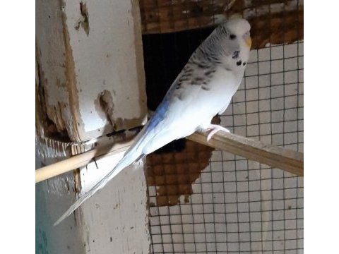 6 adet muhabbet kuşu