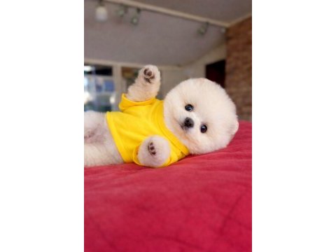Pomeranian yavru geldi