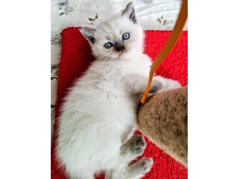 Yeni yuvasına hazır yavru kedimiz