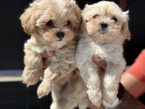 Ankaranın  en güzel kore maltipoo yavruları