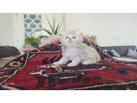 Safkan british longhair erkek